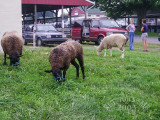 PICT5236.jpg