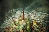 Succulents, Cactus & Other Spiny Plants