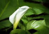 Cala Lily