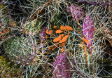 Succulents, Cactus & Other Spiny Plants