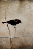 Tri Color Blackbird