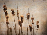 Last Years Cattails