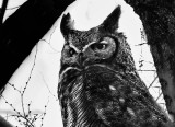 The Great Horned Owl