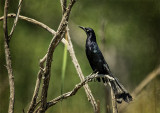 Long Tailed Grackle