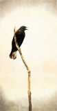 Tri-Color Blackbird