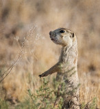 Ubiquitous Prairie Dog