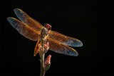 Flame Skimmer Dragonfly