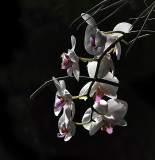 Rain Forest Exotics