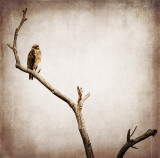 Sentinel