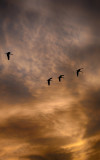 Corrales Cranes