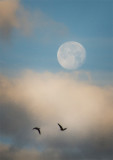 Corrales Cranes