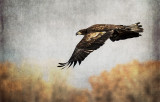 The Hunter