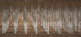 Marching Farm Trees