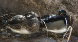 Wood Ducks