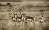 North American Pronghorn Antelope