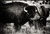 Bison, New Mexico Prairie