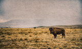 Bison, Cimarron, NM
