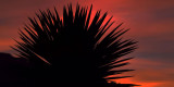 Yucca Sunrise