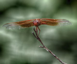 Flame Skimmer Dragonfly