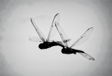 Mated Dragonflies