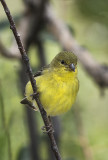 Goldfinch