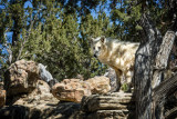 Alaskan White Wolf