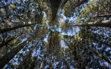 Coastal California Canopy