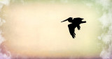Brown Pelican