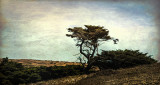 Coastal Cypress, Pt. Reyes Natl Seashore