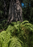 Sword Fern & Redwood 