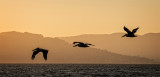 Evening Flight of Brown Pelicans