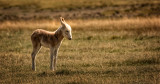 Donkey Foal