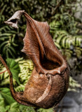Rain Forest Exotics