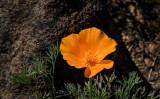 Glorious California Poppy