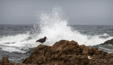 Oyster Catcher, Pescadero 