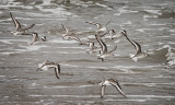 Sanderlings
