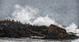Cormorants, Pescadero Point, CA
