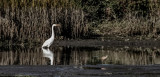 Bolinas Lagoon
