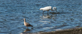 Bolinas Lagoon