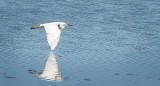 Bolinas Lagoon