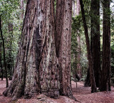 Coastal Redwoods
