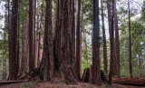 Coastal Redwoods