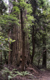 Coastal Redwoods