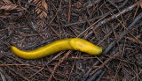 Banana Slug