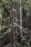 Coastal Redwoods