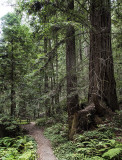Coastal Redwoods