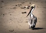 Brown Pelican
