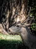 Young Buck - Mule Deer