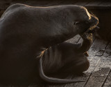 California Sea Lion