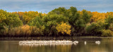White Pelicans - Bosque del Apache NWR